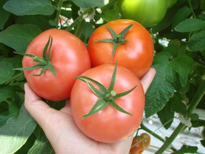 Нюансы выбора помидор для засолки на зиму