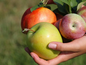 Особенности выбора яблок для приготовления вина