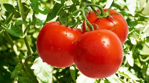 Описание полезных свойств помидоров