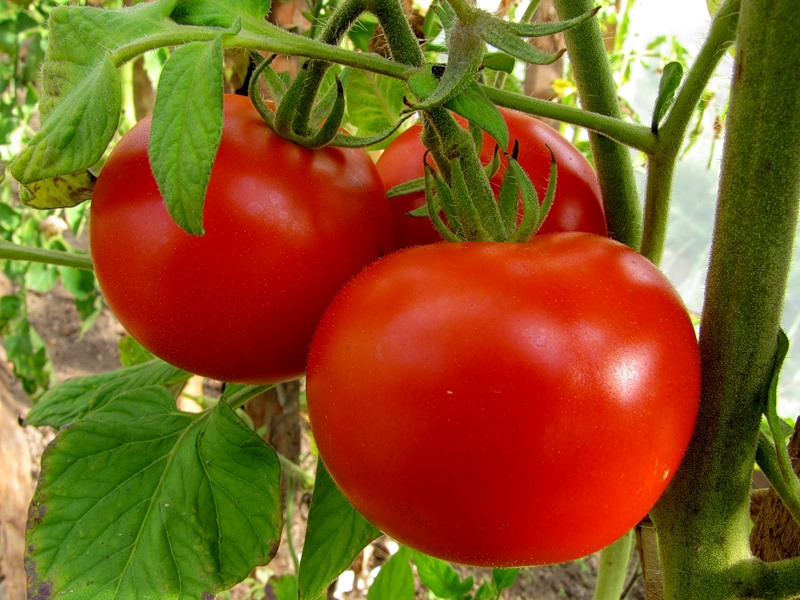 Выбирайте хорошие томаты для кетчупа