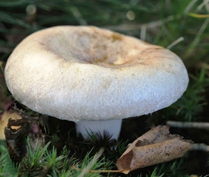 Белянка или Волнушка белая - необычный гриб