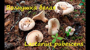 Белянки грибы - фото в природе