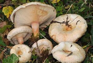 Где собирают грибы белянки