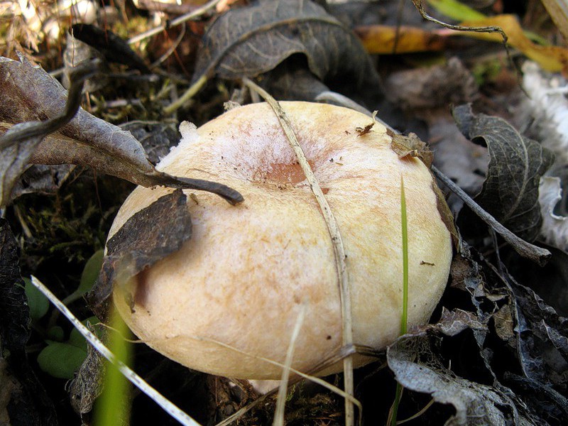 Съедобен ли гриб белянка
