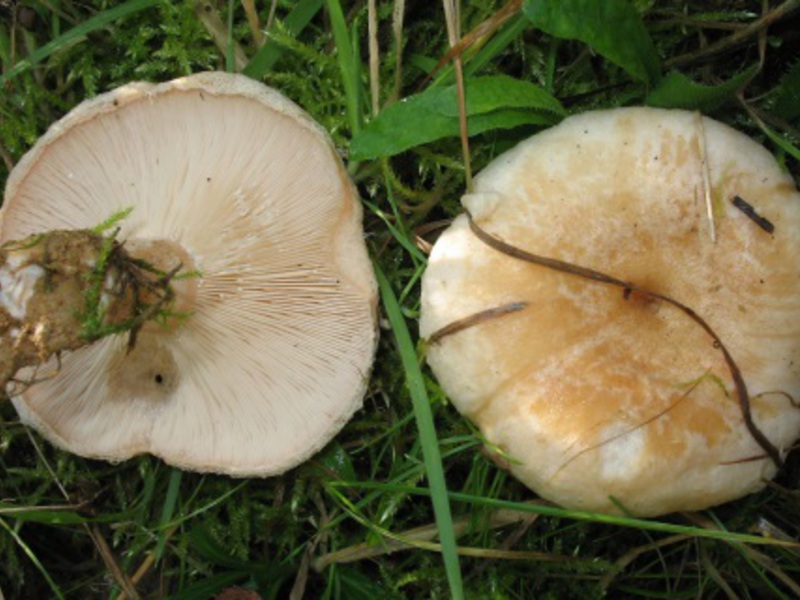 Вкусный рецепт грибов белянки на зиму