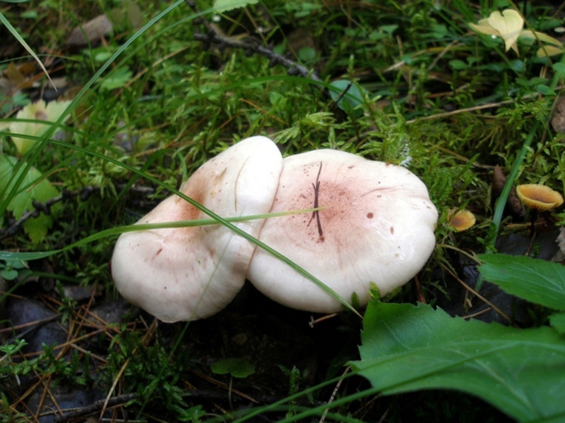 Внешний вид гриба волнушка белая (белянка) и возможные оттенки