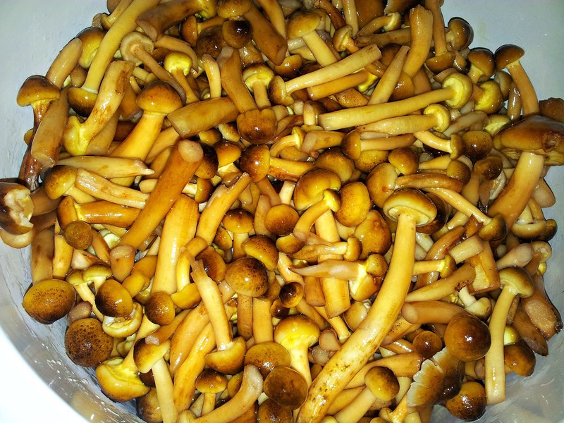 Макароны со свежими грибами