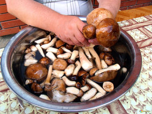 Как подготовить грибы к марнованию