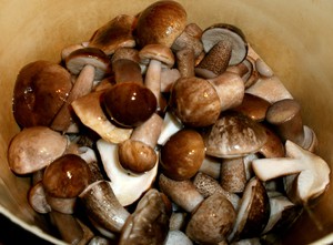 Соленые грибы на зиму