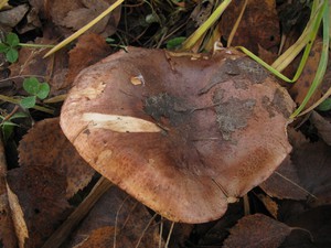Съедобный гриб рядовка